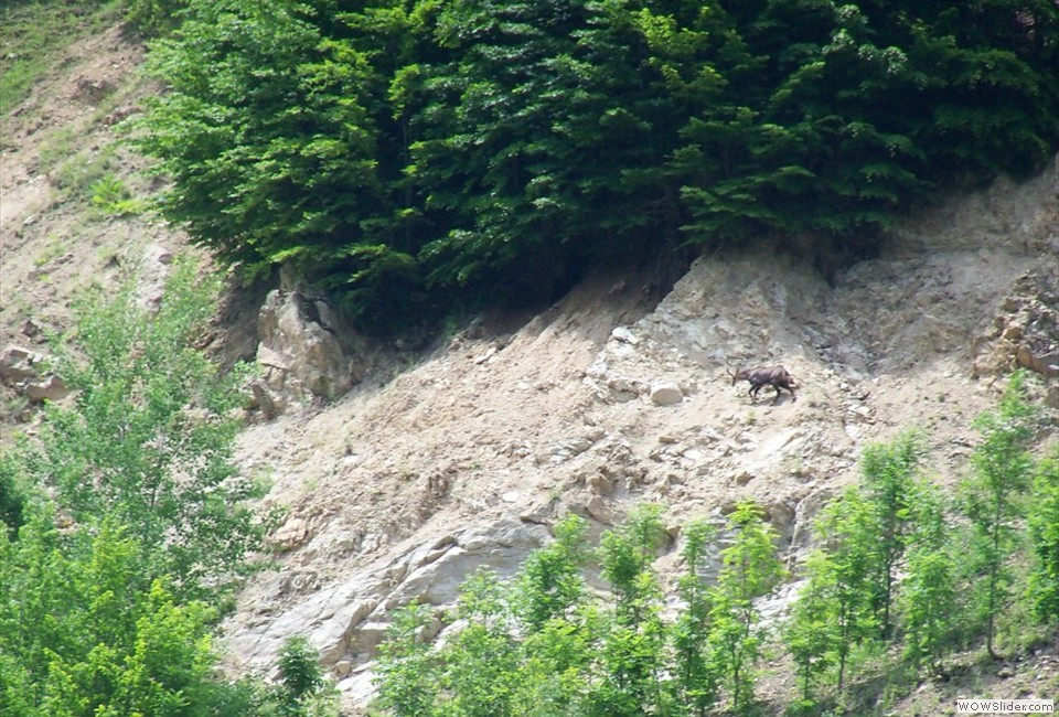 Pensiunea Casa Pastravarului, Comuna Pestisani, Judetul Gorj 