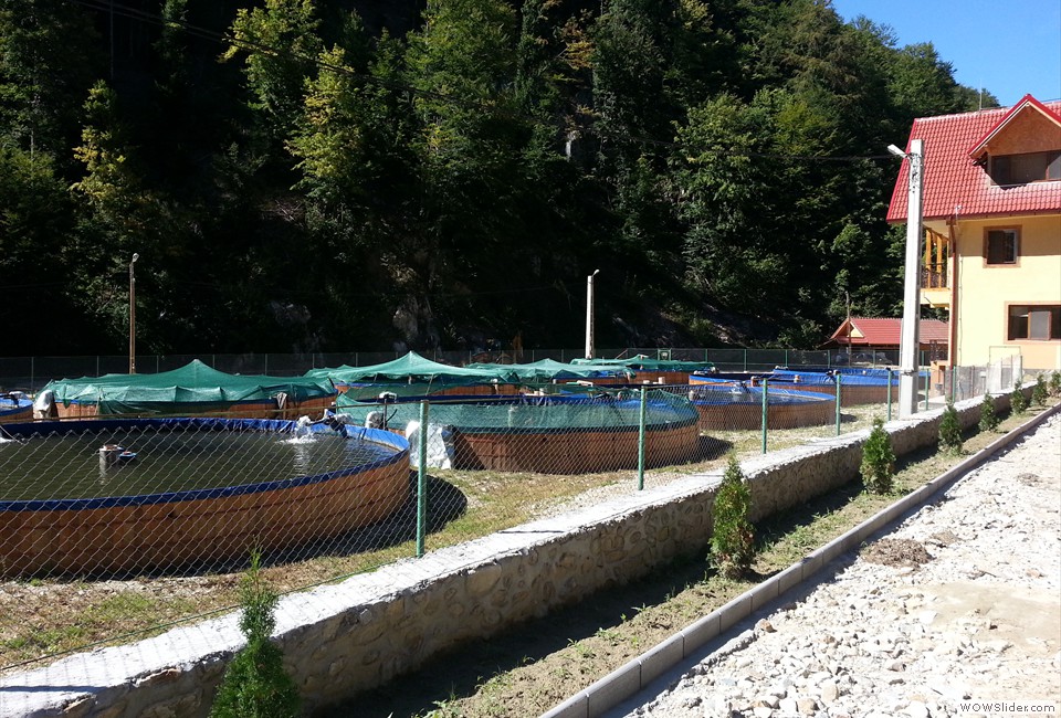 Pensiunea Casa Pastravarului, Comuna Pestisani, Judetul Gorj 