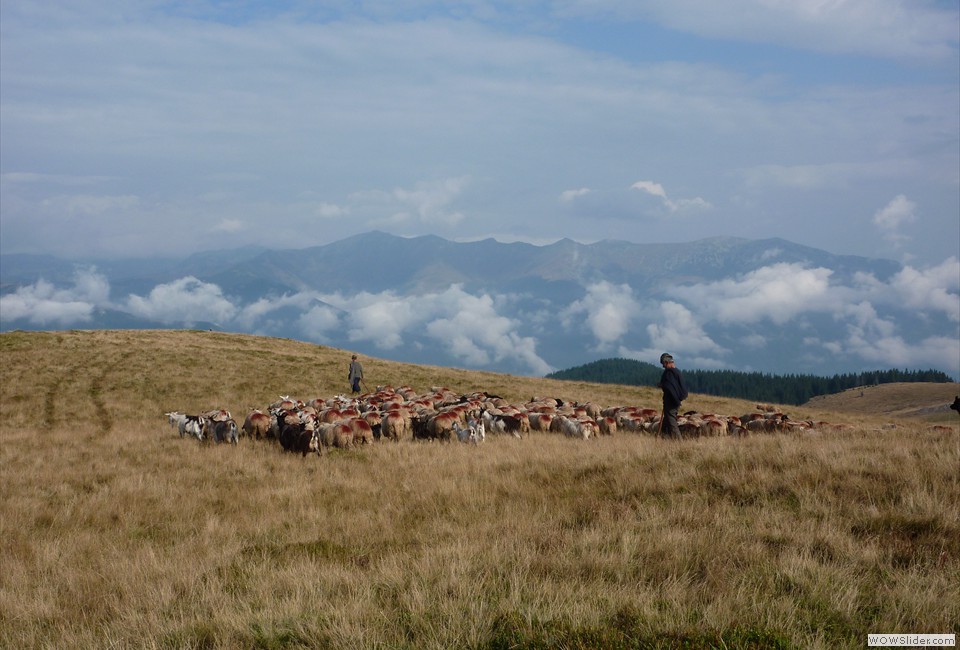 Pensiunea Casa Pastravarului, Comuna Pestisani, Judetul Gorj 